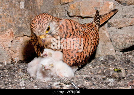 Turmfalken (Falco tunninculus) Weibchen füttern Junge im Nest, Frankreich, Mai Stockfoto