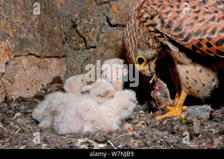 Turmfalken (Falco tunninculus) Weibchen füttern Junge im Nest, Frankreich, Mai Stockfoto