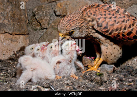 Turmfalken (Falco tunninculus) Weibchen füttern Junge im Nest, Frankreich, Mai Stockfoto