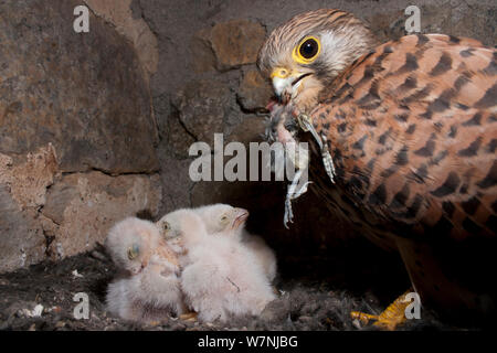 Turmfalken (Falco tunninculus) Frau mit Vogel Beute im Nest, Frankreich Jungen zu füttern, kann Stockfoto