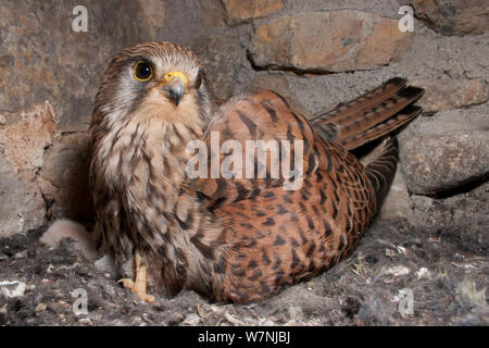 Turmfalken (Falco tunninculus) Weibchen ihr Junges Küken brüten im Nest, Frankreich, Mai Stockfoto