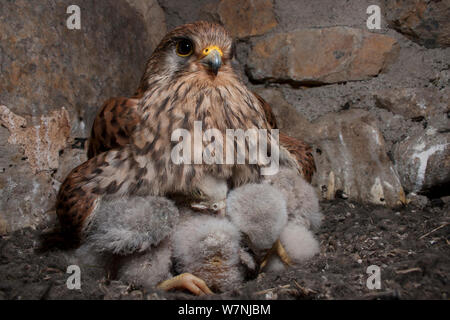 Turmfalken (Falco tunninculus) Weibliche grübelnden jungen Küken in Nest, Frankreich, Stockfoto