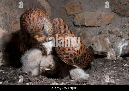 Turmfalken (Falco tunninculus) Weibliche grübelnden jungen Küken in Nest, Frankreich, Stockfoto