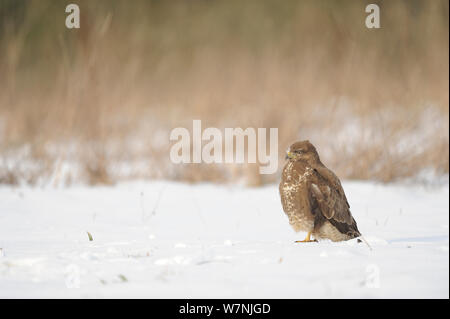 Mäusebussard (Buteo buteo) auf Schnee im Winter, Frankreich, Februar Stockfoto