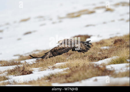 Golden Eagle (Aquila Chrysaetos) weibliche Fliegen über Schnee bedeckten Boden, Pyrenäen, Frankreich, März Stockfoto