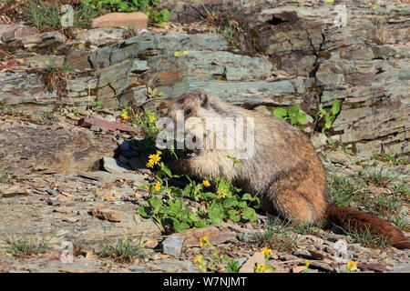 Graue Murmeltier (Marmota caligata) Blumen Essen, Glacier NP, Montana, USA Stockfoto