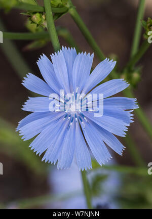 Nahaufnahme der Blasse blaue Blume wilder Chicorée - Cichorium intybus. Stockfoto