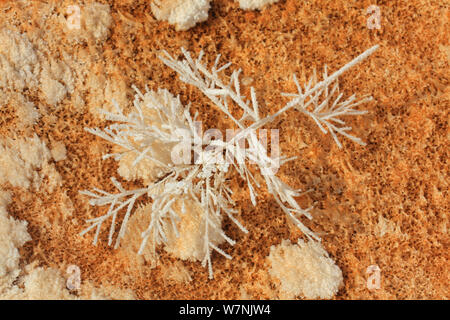 Calciumcarbonat fallenden Pflanzen in Hot Spring, Yellowstone National Park, Wyoming, USA Stockfoto