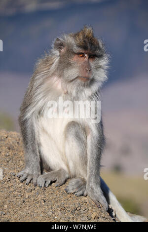 Krabben essen Makaken (Macaca fascicularis) Weiblich, Rinjani, Lombok, Indonesien Stockfoto