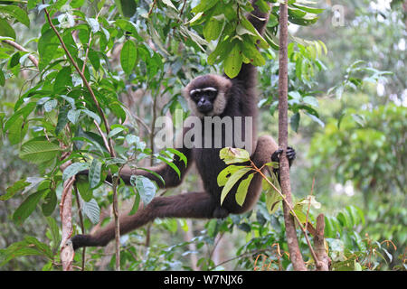 Bornesischen weiß-bärtigen oder agile Gibbon (Hylobates albibarbis) im Baum, South West Borneo. Stockfoto