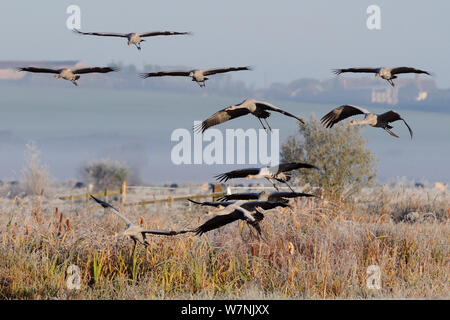 Scharen von Jugendlichen Common/Eurasischen Kraniche (Grus Grus), die kürzlich von der großen Kran Projekt auf den Somerset Ebenen freigegeben das Fliegen mit einem sumpfigen Gebiet von weideland an einem frostigen, nebligen Morgen umgeben zu landen. Somerset, Großbritannien, Oktober. den zweiten Platz in der Menschheit und Natur portfolio Kategorie Melvita Natur Bilder Awards 2012, organisiert von Terre Sauvage. Stockfoto