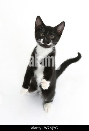 Schwarze und weiße Tuxedo Kätzchen, Tuxie, 10 Wochen, die stehen am Hüftknochen und sah mit erhobenen Tatzen. Stockfoto