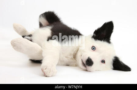 Schwarze und weiße Border Collie Welpe liegend auf seiner Seite. Stockfoto