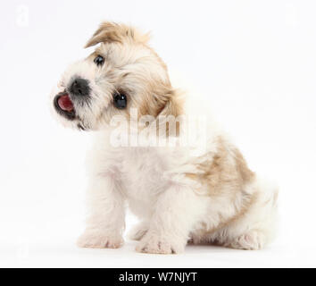 Bichon Frise kreuz Yorkshire Terrier Welpen, 6 Wochen Stockfoto