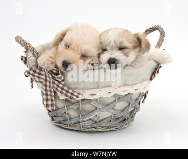 Bichon Frise kreuz Yorkshire Terrier Welpen, 6 Wochen, schläft in einem Korb. Stockfoto