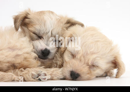 Bichon Frise x Yorkshire Terrier Welpen, 6 Wochen, eingeschlafen. Stockfoto