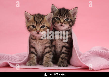 Tabby Kitten, Stanley und Fosset, 6 Wochen unter einer rosa Schal. Stockfoto