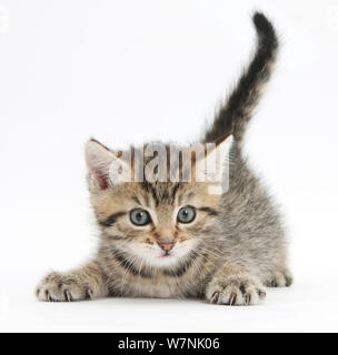 Süße verspielte tabby Kitten, Stanley, 6 Wochen. Stockfoto