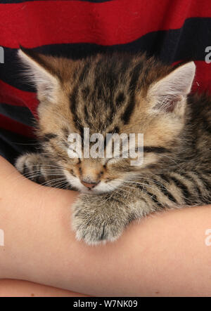 Cute tabby Kitten, Stanley, 6 Wochen, schlafend in den Armen. Stockfoto