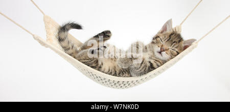 Cute tabby Kitten, Stanley, 7 Wochen, schlafen in der Hängematte. Stockfoto