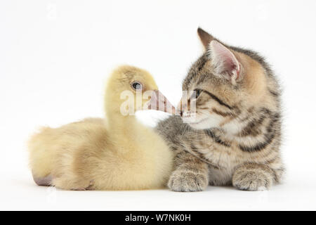 Cute tabby Kitten, Stanley, 9 Wochen, Nase mit gelben Gosling zu Schnabel. Stockfoto