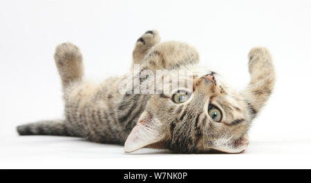 Tabby Kitten männlich, Stanley, 12 Wochen, spielerisch Rollen auf seinem Rücken. Stockfoto