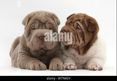 Zwei Shar Pei Welpen nebeneinander sitzen. Stockfoto