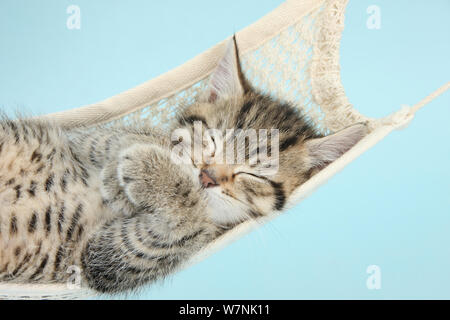 Cute tabby Kitten, Stanley, 7 Wochen, schlafen in der Hängematte. Stockfoto