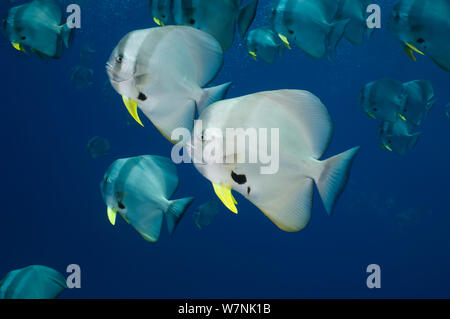 Kreisförmige spadefish oder fledermausfischen (Platax orbicularis). Malediven. Stockfoto