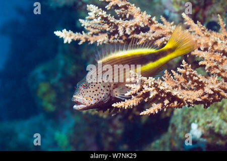 Sommersprossige fischfreundschaften (Paracirrhites forsteri) thront auf branchin acropora Korallen. Ägypten, Rotes Meer. Stockfoto