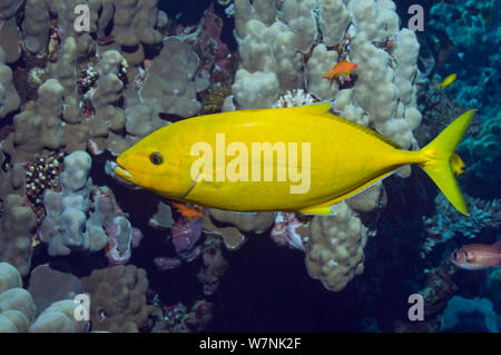 Makrelen Orangespotted (Carangoides bajad). Ägypten, Rotes Meer. Stockfoto