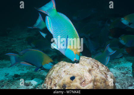 Greenthroat oder Singapur Papageienfisch (Scarus prasiognathus) Terminal Männer Beweidung auf Algen bedeckt Coral Boulder. Andaman Sea, Thailand. Stockfoto