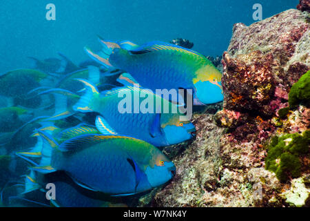 Greenthroat oder Singapur Papageienfisch (Scarus prasiognathus), Anschlußklemme Männer Beweidung auf Algen bedeckt Coral Felsbrocken. Andaman Sea, Thailand. Stockfoto