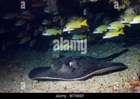 Schwarz Stingray (Taeniura melanospilos) liegen auf sandigen Boden unter Überhang mit Blueline Schnapper (Lutjanus kasmira). Malediven. Stockfoto