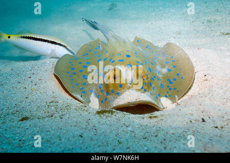 Blaupunktrochen (Taeniura lymna ribbontail Ray) Graben im Sand zu essen. Ägypten, Rotes Meer. Stockfoto
