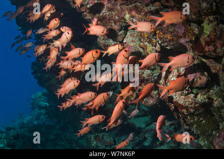 Red Soldierfish (Myripristis murdjan) Zuflucht auf Korallen Wand. Ägypten, Rotes Meer. Stockfoto