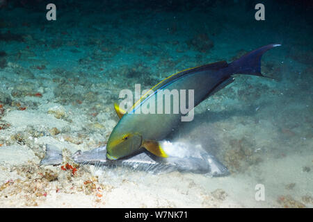 Gelbflossenthun Doktorfische (Acanthurus xanthopterus) Ernährung auf einem toten Doktorfische. Viele Fische beobachtet, tote oder sterbende auf Riffe auf den Malediven, April 2012. Eine weitere Episode der sterbenden Fisch im Jahr 2007 aufgetreten. Ursache unbekannt. Malediven. Stockfoto