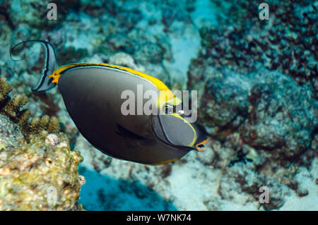 Orangespine nasendoktorfisch (Naso Lituratus). Malediven. Stockfoto