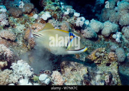 Picasso Drückerfisch (Rhinecanthus assasi) treibt den Sand von kiemen nach der Fütterung, Rotes Meer. Stockfoto