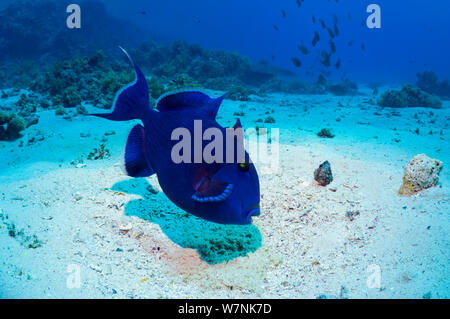 Blaue Drückerfische (Pseudobalistes fuscus) Ägypten, Rotes Meer Stockfoto