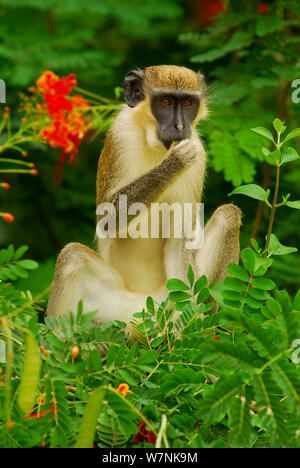 Grüne Meerkatze (Cercopithecus aethiops) sabaeus in Niokolo Koba Nationalpark, UNESCO-Weltkulturerbe, Senegal Stockfoto