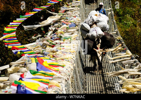 Eine inländische Yak auf einer Hängebrücke über den Dudh Kosi River, mit Gebetsfahnen auf beiden Seiten, Sagarmatha National Park (Weltkulturerbe der UNESCO). Khumbu/Everest Region, Nepal, Himalaya, Oktober 2011. Stockfoto