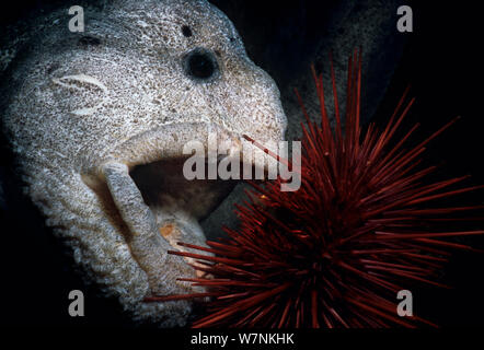 Wolf Aal (Anarrichthys Ocellatus) Essen Red Sea Urchin (Strongylocentrotus Franciscanus). Königin Charlotte Strait, Britisch-Kolumbien, Kanada, Nord-Pazifik. Stockfoto