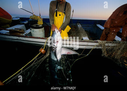 Gemeinsame thresher shark (Alopias vulpinus) gefangen auf Gill net auf Boot, Huatabampo, Mexiko geschleppt, Meer von Cortez, Pacific Ocean Model Released. Stockfoto