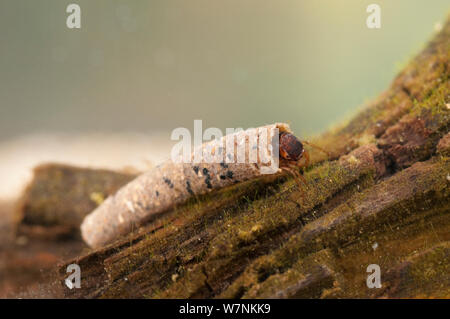 Case-Gebäude caddisfly (Trichoptera) Larve in Schutzhülle aus Sandkörnern, Europa, April, kontrollierten Bedingungen. Stockfoto