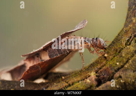 Case-Gebäude caddisfly (Trichoptera) Larve in Schutzhülle Fütterung auf Algen, Europa, April, kontrollierten Bedingungen. Stockfoto