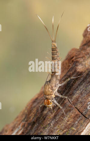 Minnow mayfly Nymph (Ephemeroptera, Familie Baetidae), auf dem Holz, Europa, Mai, kontrollierten Bedingungen. Stockfoto