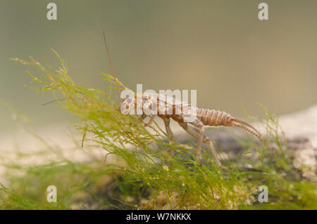 Stonefly Nymphe (plecoptera), weiden Algen, Europa, April, kontrollierten Bedingungen. Stockfoto