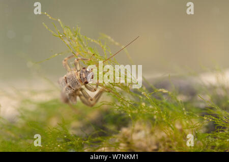 Stonefly Nymphe (plecoptera), weiden Algen, Europa, April, kontrollierten Bedingungen. Stockfoto