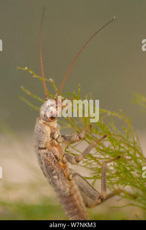 Stonefly Nymphe (plecoptera), weiden Algen, Europa, April, kontrollierten Bedingungen. Stockfoto